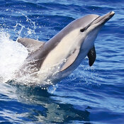 Calendrier  2027 Dauphin Mer