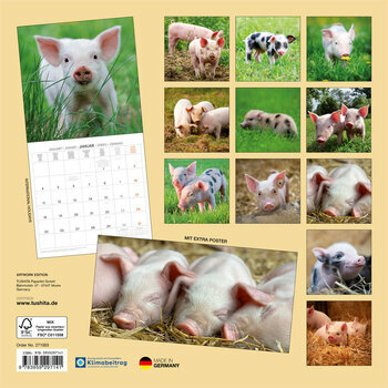 Calendrier 2027 Cochon Porcelet avec Poster Offert