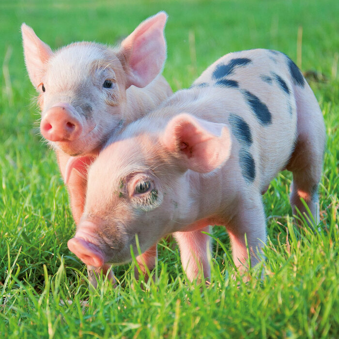 Calendrier  2027 Cochon Ferme