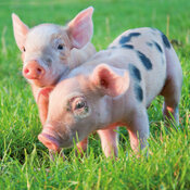 Calendrier  2027 Cochon Ferme