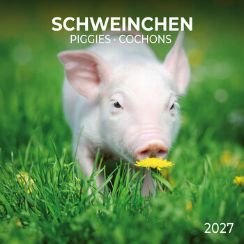 Calendrier 2027 Cochon Porcelet avec Poster Offert