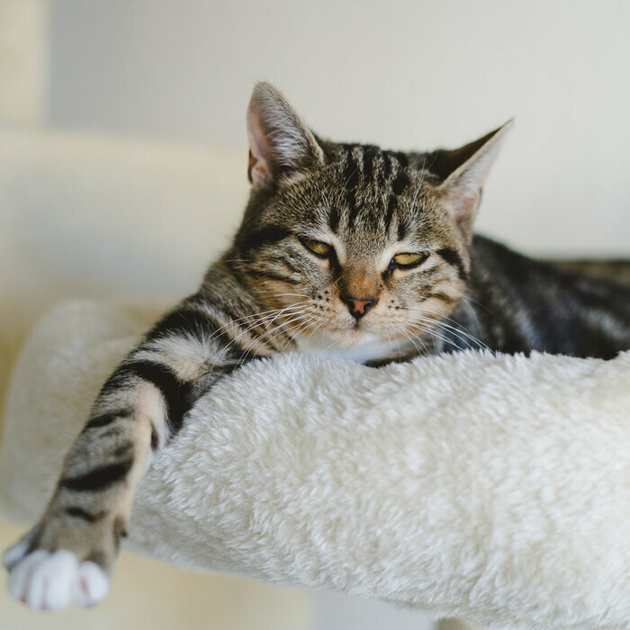 Calendrier  Chat Gris 2027