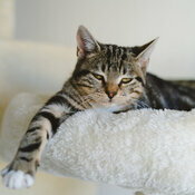 Calendrier  Chat Gris 2027