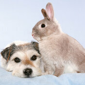 Calendrier Papier 2027 Panda Animaux