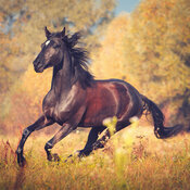 Calendrier Mural 2027 Chevaux 