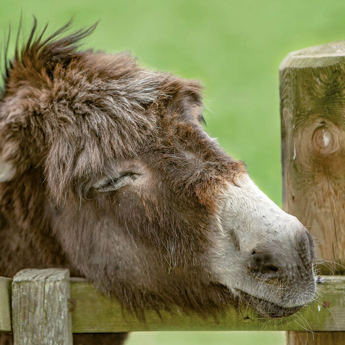 Calendrier  2027 Anes Baudet