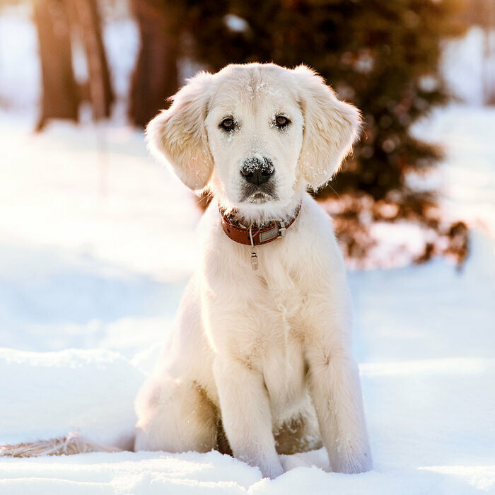 Calendrier papier Chiots 2027 Multi Races