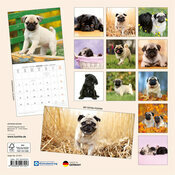 Calendrier Papier Chien de Race Carlin 2027