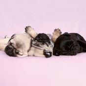 Calendrier Papier Chien  Carlin 2027