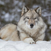 Calendrier Loups Sauvage 2027
