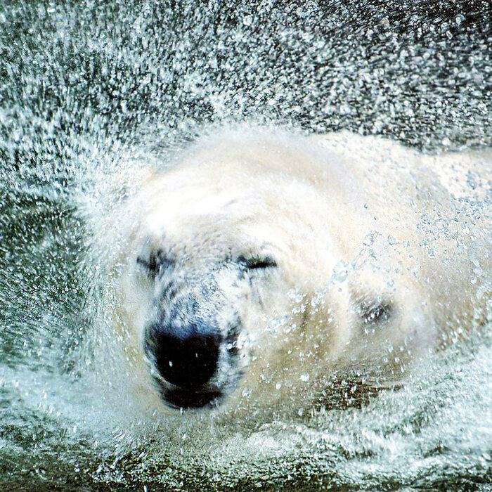 Calendrier Papier Ours Polaire 2027 