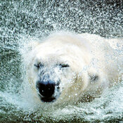 Calendrier Papier Ours Polaire 2027 