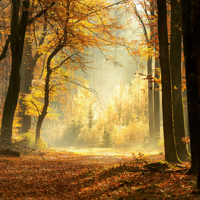 Calendrier 2027 For�t et Arbre