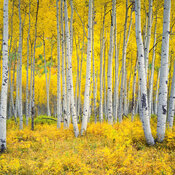 Calendrier  Arbre For�t 2027 