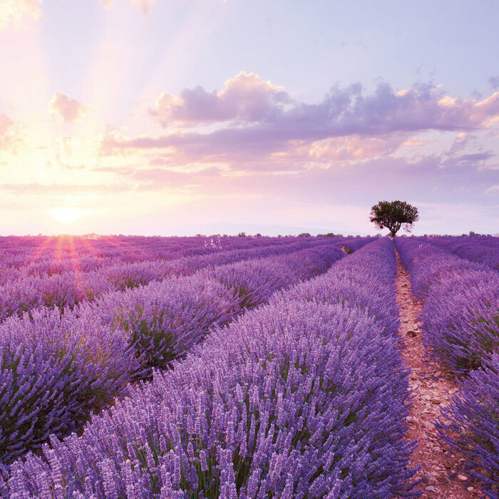 Calendrier  2027 Fleurs Tulipes