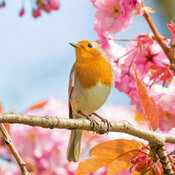 Calendrier papier Oiseaux 2027