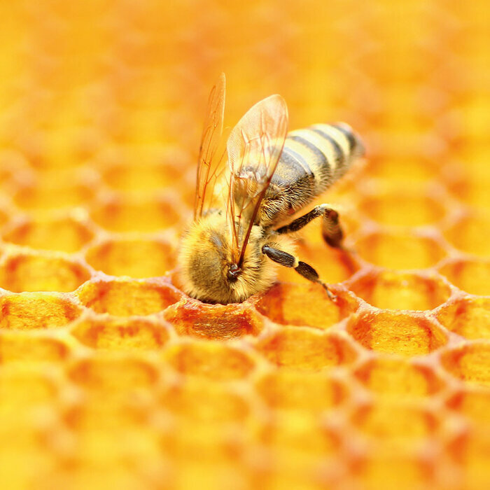 Calendrier mural 2027 Abeille Butinant Lavande