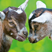 Calendrier 2027 B�b�s Animaux 