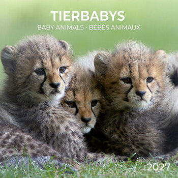 Calendrier 2027 B&eacute;b&eacute;s Animaux avec Poster Offert