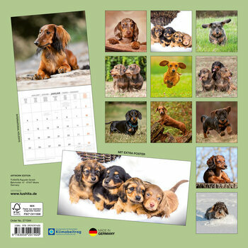 Calendrier 2027 Teckel avec Poster Offert