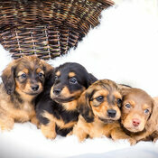 Calendrier Papier 2027 Teckel avec Poster Offert