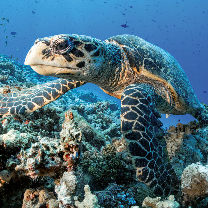 Calendrier 2027 Créatures Animaux sous Marins avec Poster Offert Calendrier 2027 Mural Créatures Animaux sous Marins 2027