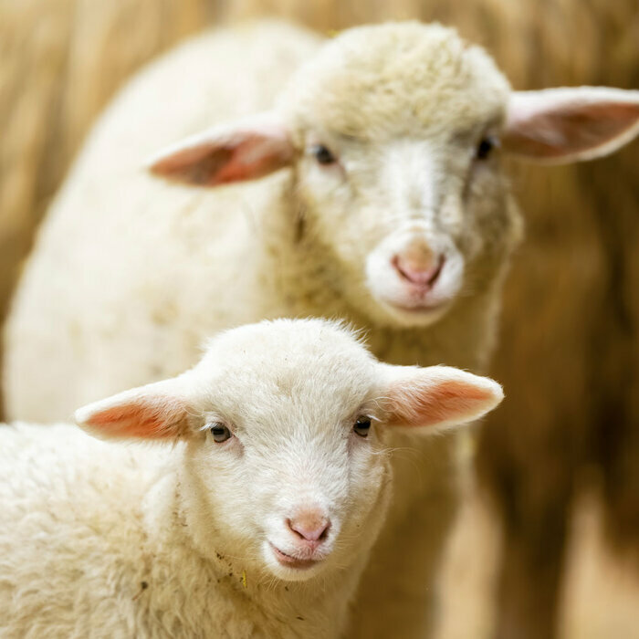 Calendrier 2027 Animaux Ferme