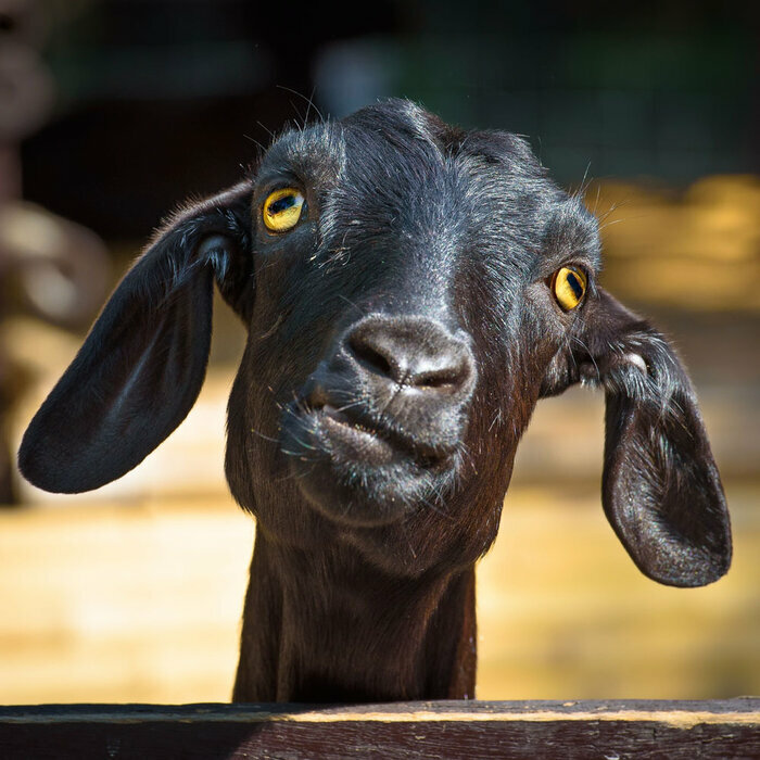 Calendrier Papier 2027 Animaux Funny Dr�les