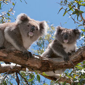 Calendrier Papier 2027 Koalas  Australie 