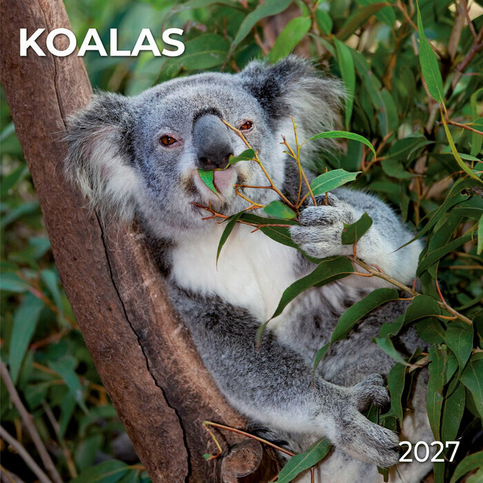 Calendrier 2027 Mural Koalas Marsupial Australie 