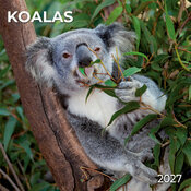 Calendrier 2027 Mural Koalas Marsupial Australie 