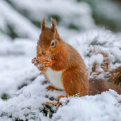 Calendrier 2027 Ecureuil avec Poster Offert Calendrier Papier 2027 Ecureuil