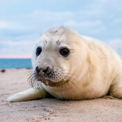 Calendrier 2027 Mer du Nord avec Poster Offert Calendrier 2027 Mer du Nord