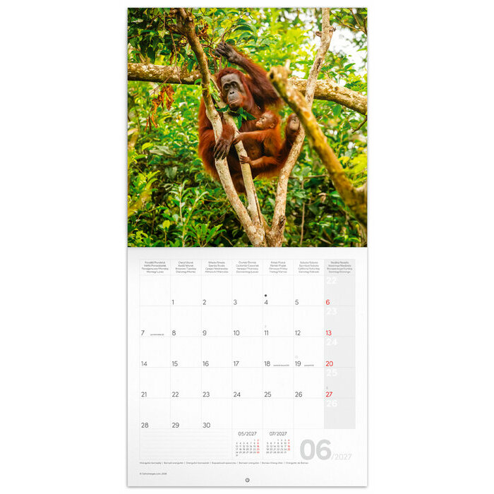 Calendrier papier 2027 Animaux Sauvage  