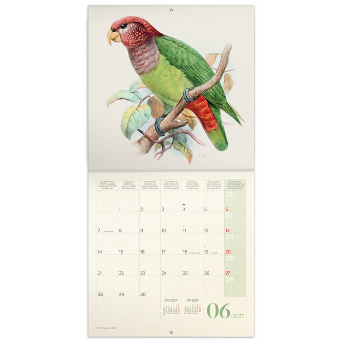 Calendrier 2027 Dessins Art Oiseaux  