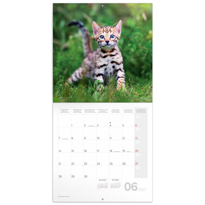 Calendrier 2027 Chatons Mignons 