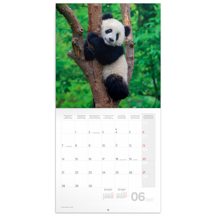 Calendrier Panda 2027 Bambous et Pandas