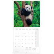 Calendrier Panda 2027 Bambous et Pandas