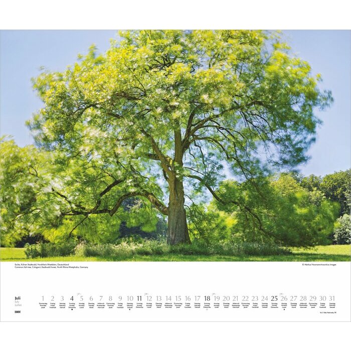 Maxi Calendrier Papier 60x50cm 2026 Arbre Nature