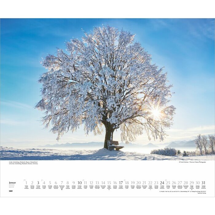 Maxi Calendrier 60x50cm 2026 Arbre Nature