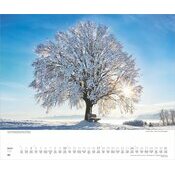 Maxi Calendrier 60x50cm 2026 Arbre Nature