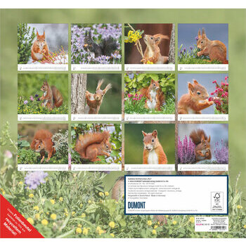 Maxi Calendrier 38x35.5cm 2027 Adorables Ecureuils
