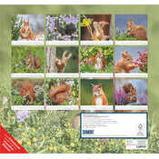 Maxi Calendrier  Ecureuils