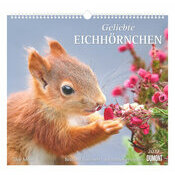 Maxi Calendrier  2027 Adorables Ecureuils