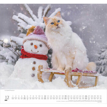 Maxi Calendrier 38x35.5cm 2027 Adorables Chats Chatons