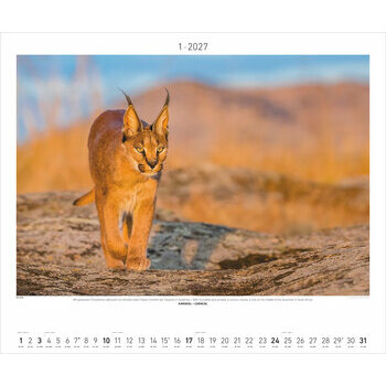 Maxi Calendrier 60x50cm 2027 Animaux Sauvages
