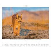 Maxi Calendrier 60x50cm 2027 Animaux Sauvages