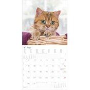 Calendrier mural papier 2027 Chats Funny Dr�le 