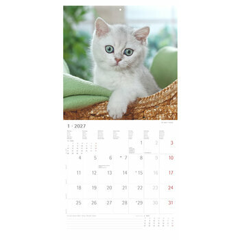 Calendrier 2027 Chatons Funny Dr&ocirc;le 