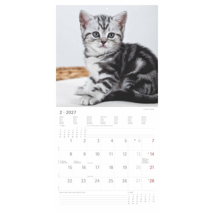 Calendrier 2027 Chats Funny Dr�le 